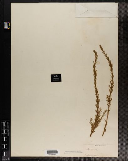 Plantae