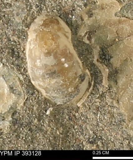 Scaphites sp.