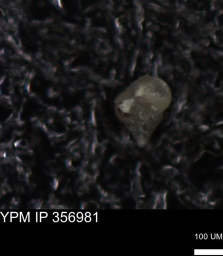 undet. Foraminiferida