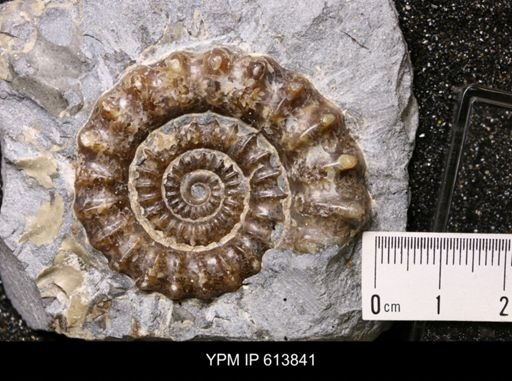 Peltoceras sp.