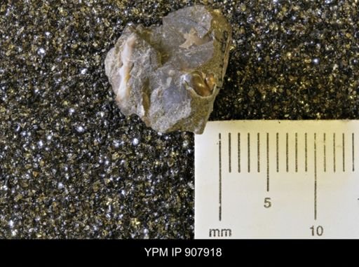 Gastropoda