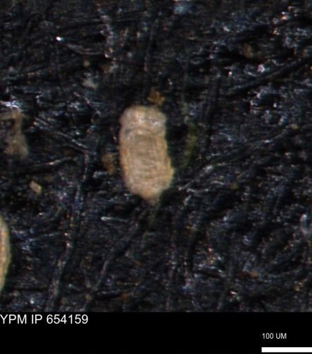 Spirolocammina planula