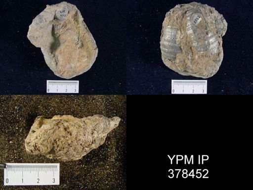 Pustula semipunctata
