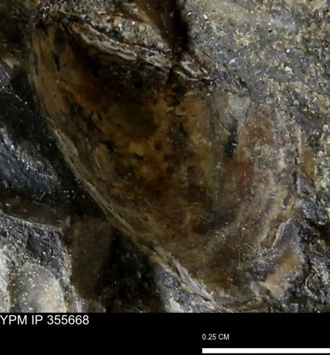 undet. Mollusca