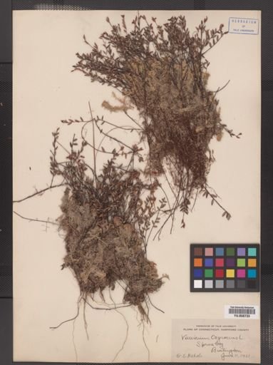 Vaccinium oxycoccos