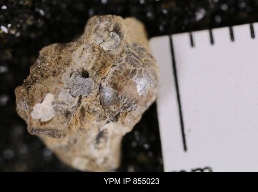 undet. Gastropoda