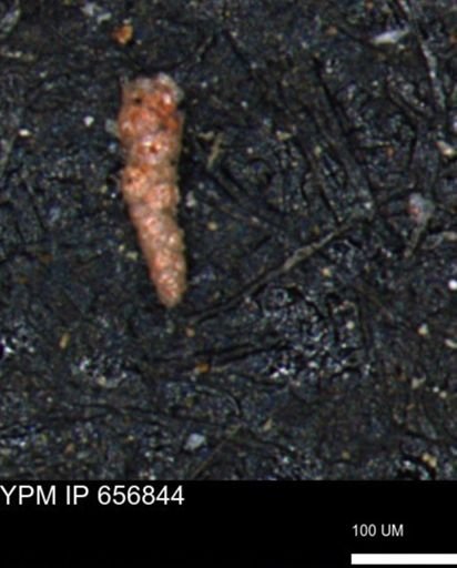 Verneuilinoides kansasensis
