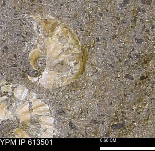 Scaphites sp.