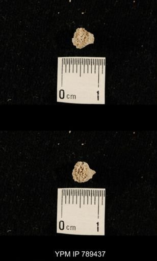 undet. Bryozoa