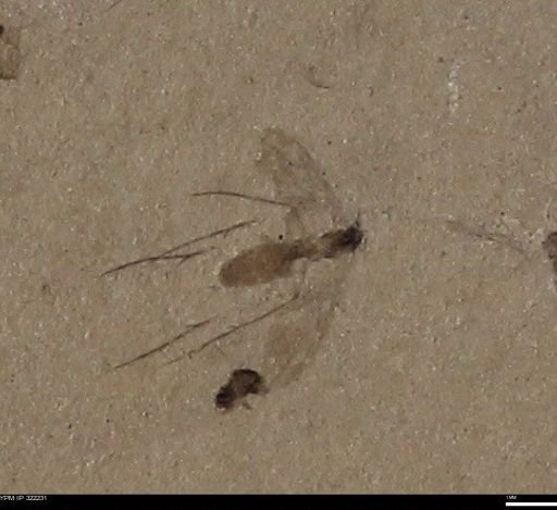undet. Insecta