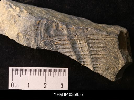 Wanneria walcottana