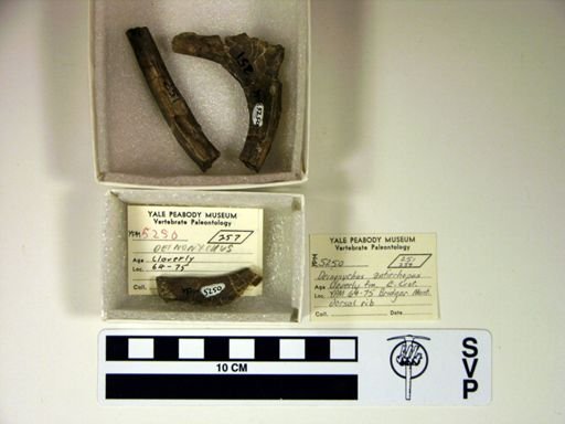 Deinonychus antirrhopus