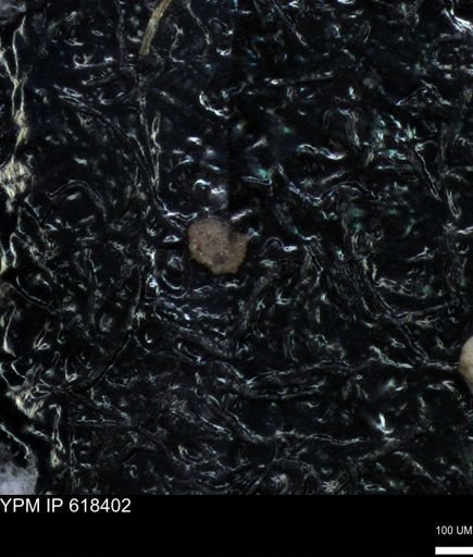 undet. Foraminiferida