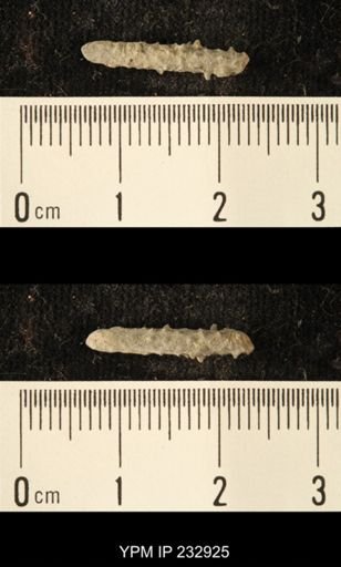 Archaeocidaris sp.