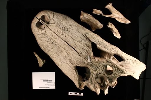 Alligator mississippiensis