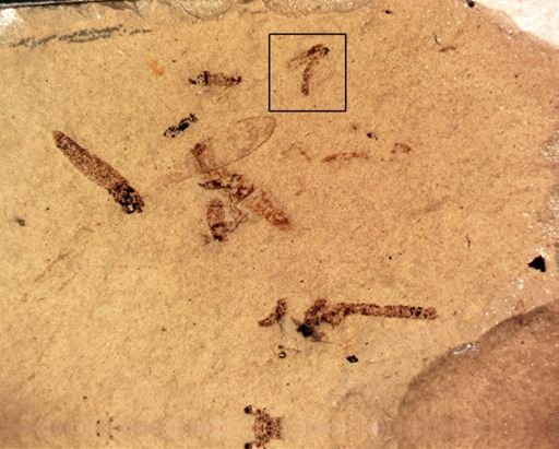 undet. Diptera