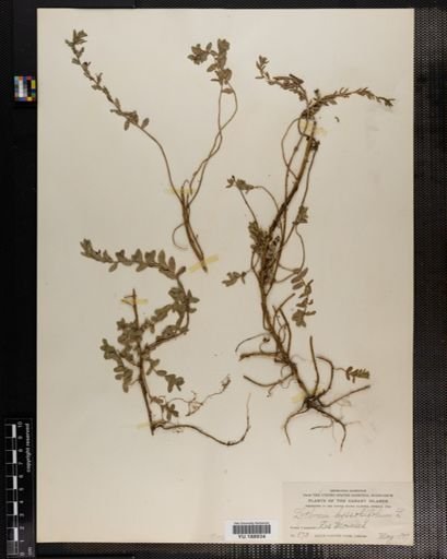Plantae
