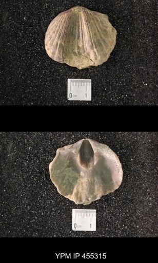 Platystrophia sp.