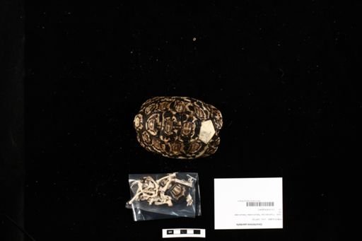 Geochelone pardalis