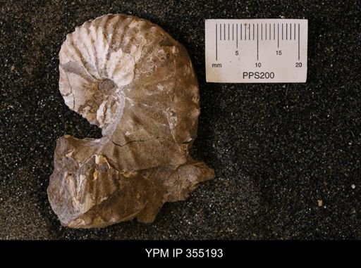 Hoploscaphites sp.