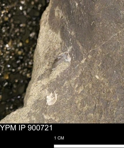 undet. Mollusca