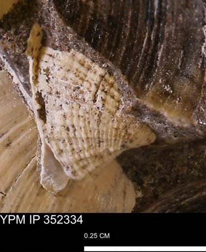 Parallelodon (Cosmetodon) sp.