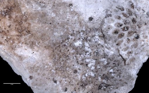 Porella concinna