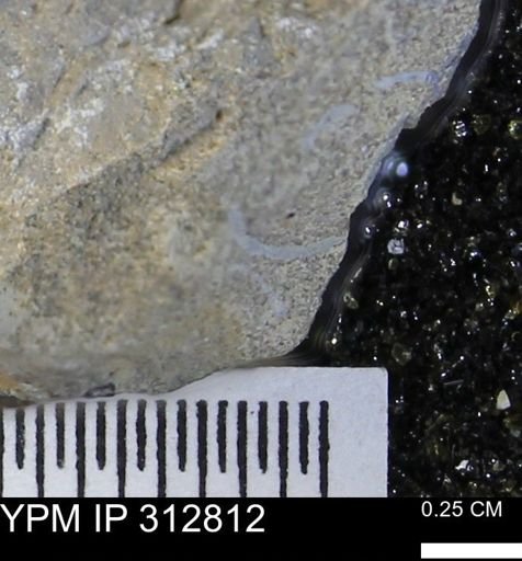 undet. Bivalvia
