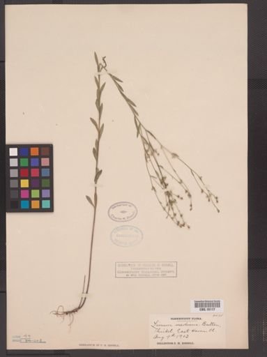 Linum medium