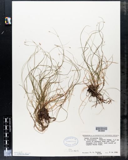 Carex trisperma