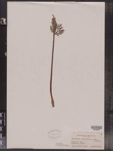 Botrychium lanceolatum