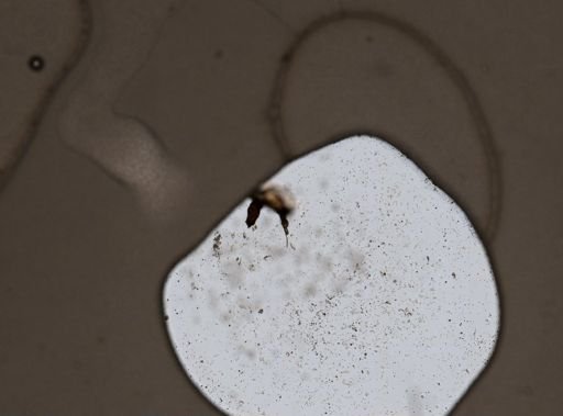 Tetrasiphon hydrocora