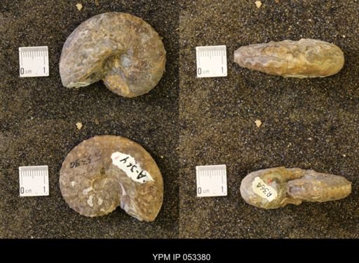 Discoscaphites conradi