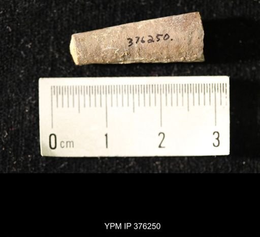 Pseudorthoceras knoxense