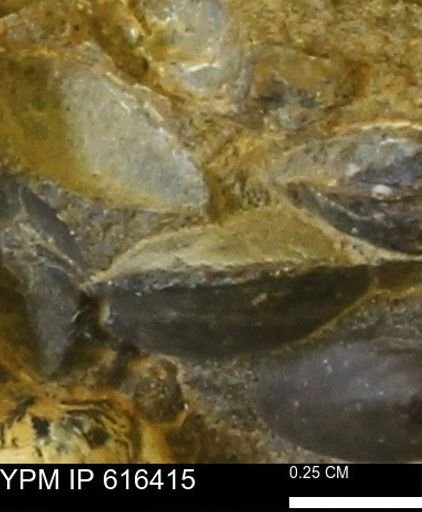 Protocardia subquadrata