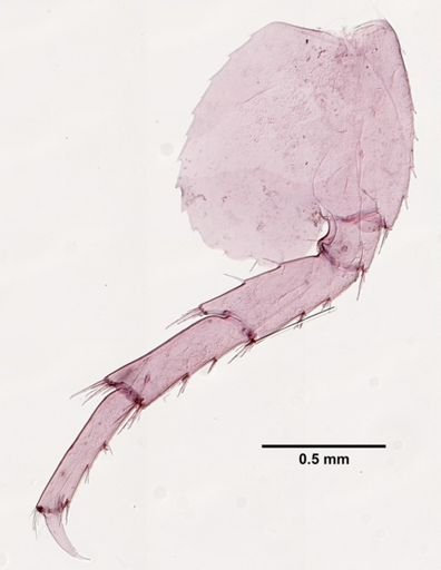 Hyalella cf. azteca