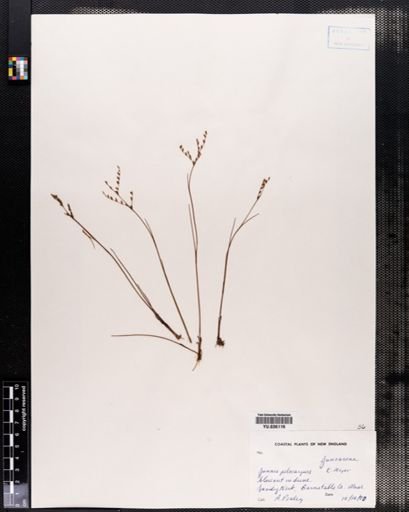 Juncus pelocarpus