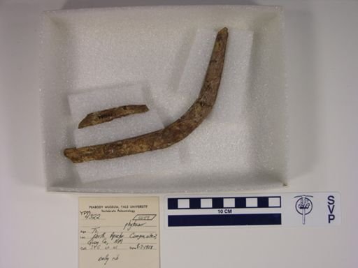 Parasuchidae