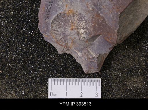 Scaphites sp.