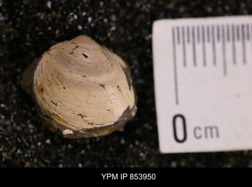 Limopsis striatopunctatus