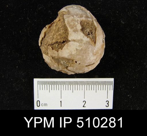 undet. Brachiopoda