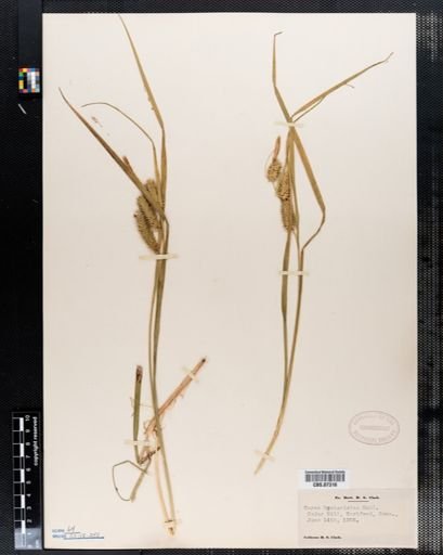 Carex hystericina