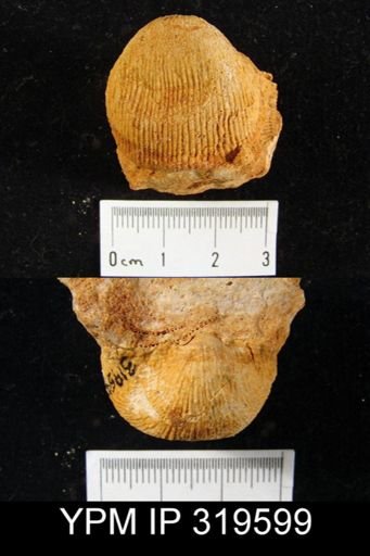 Productus sp.