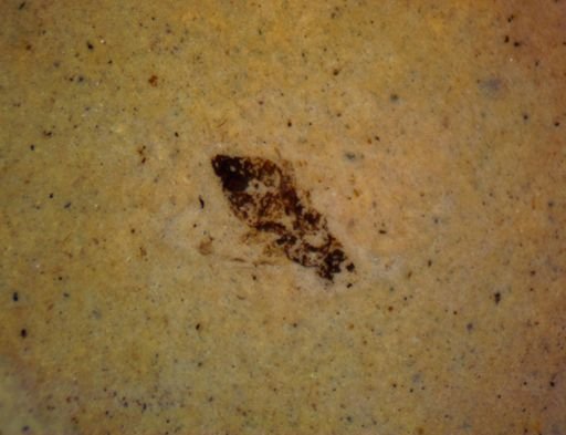 undet. Diptera