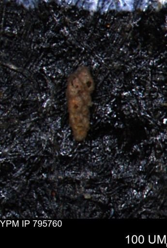 Verneuilina canadensis