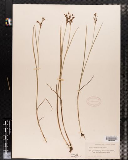 Juncus