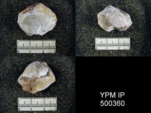undet. Athyridoidea