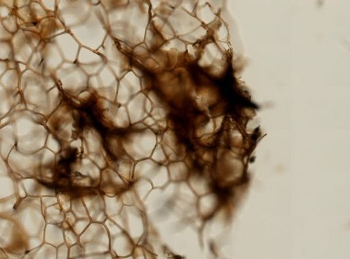 Spongia graminea