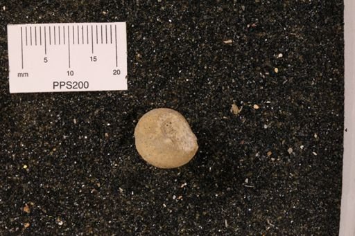 Catazone sp.