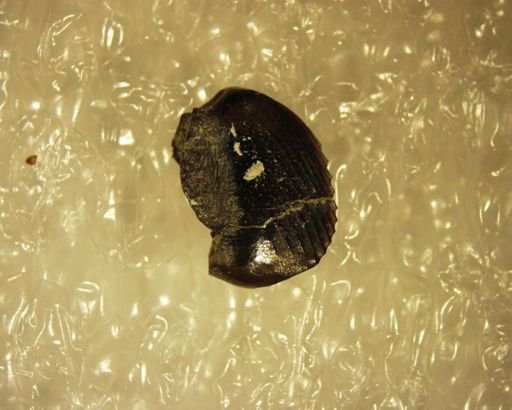 Prochetodon cavus